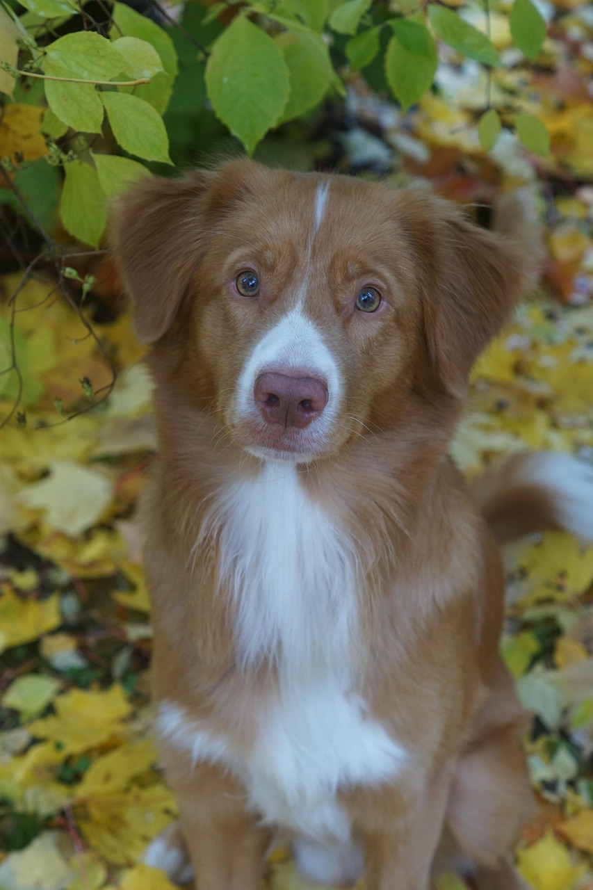 Novascotiannoutaja Mush barf rotuoppaasta