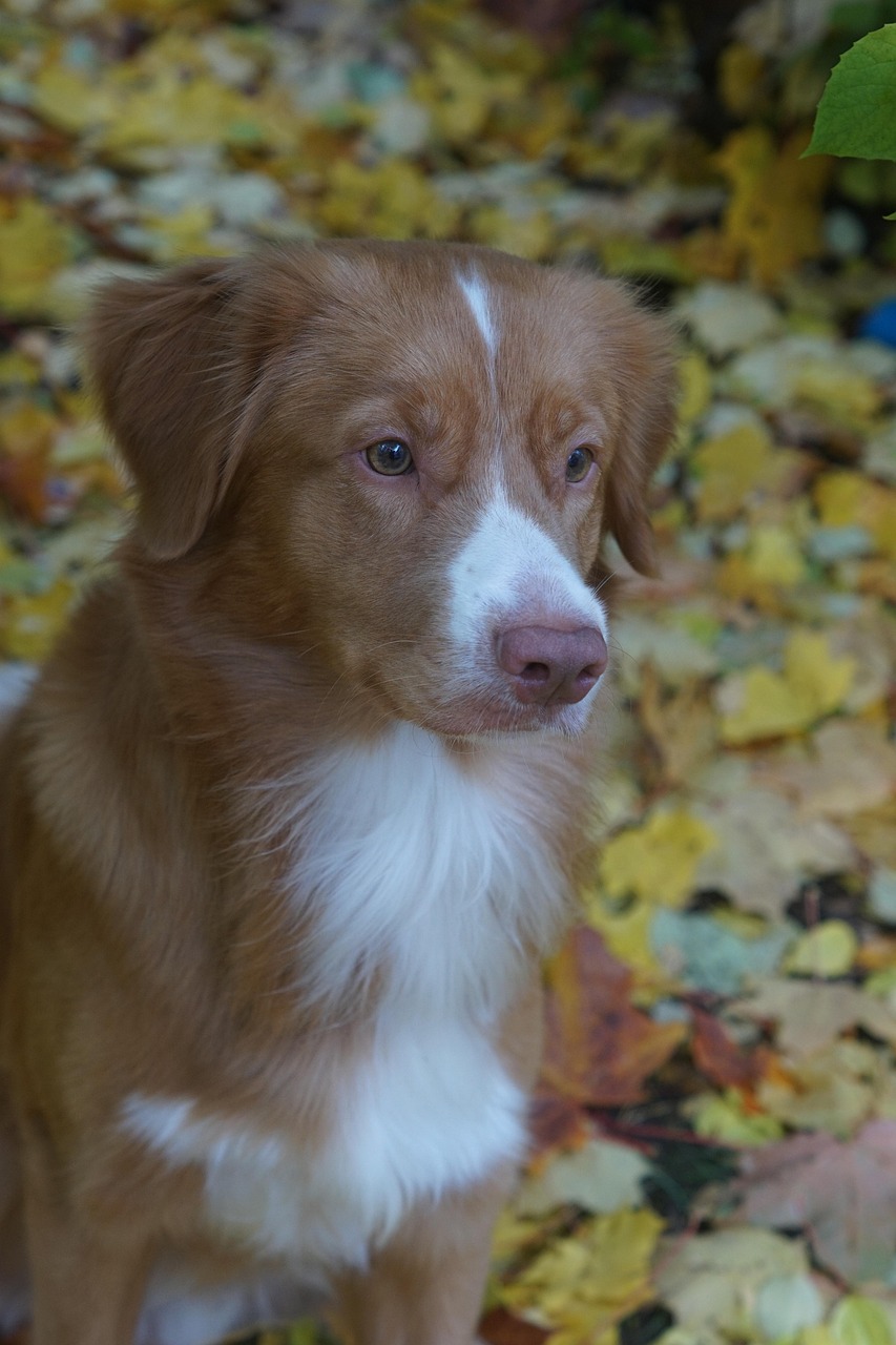 Novascotiannoutaja eli tolleri Mush raakaruoka