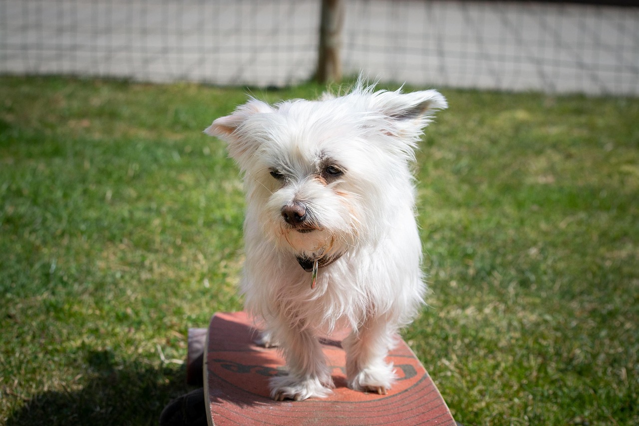 Havannankoira, Havanese rotuopas Mush