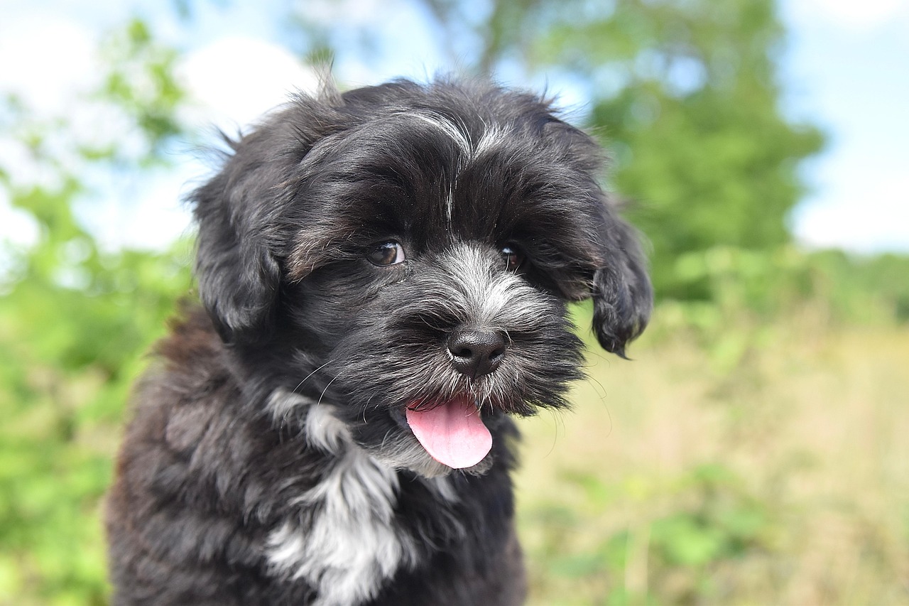 Havannankoira eli Havanese MUSH koiraopas