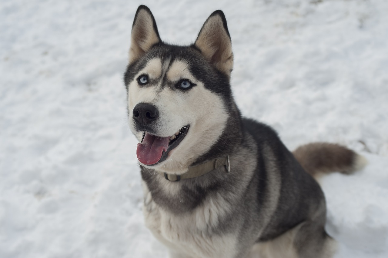 Husky rotuopas Mush raakaruokasivut