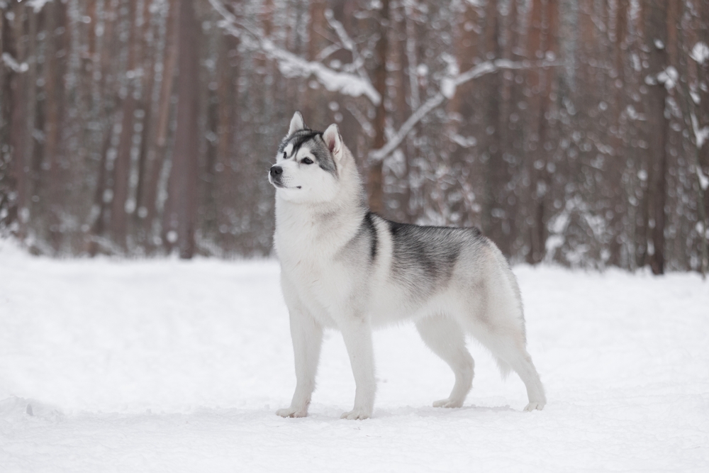 Husky rotuopas Mush barf