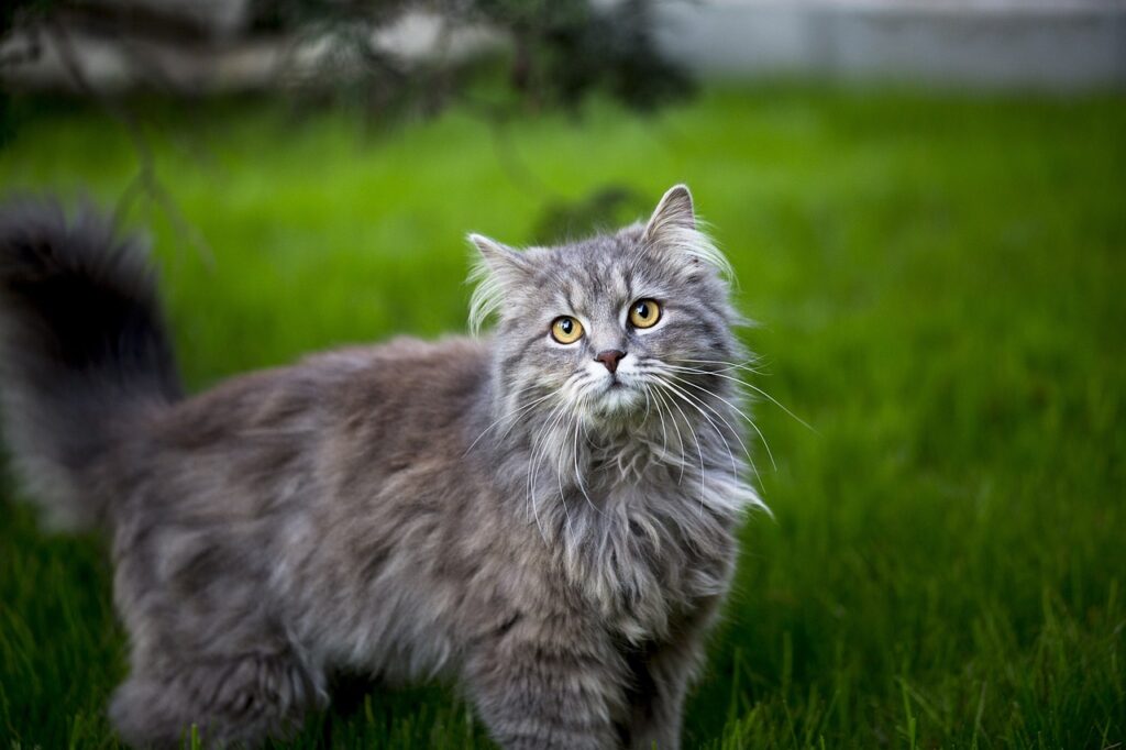 maine coon kissaopas