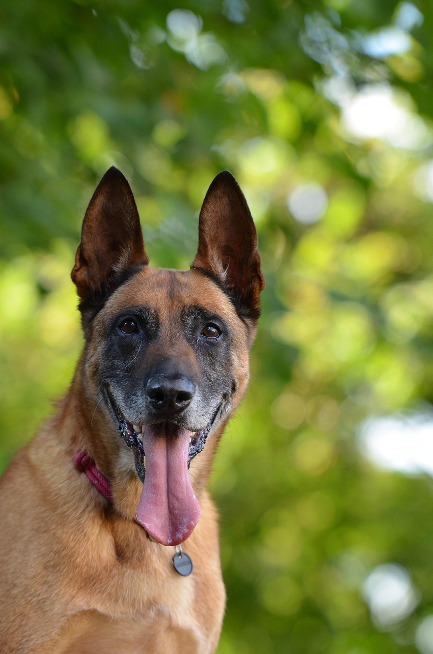 Belgianpaimenkoira eli Belggari malinois