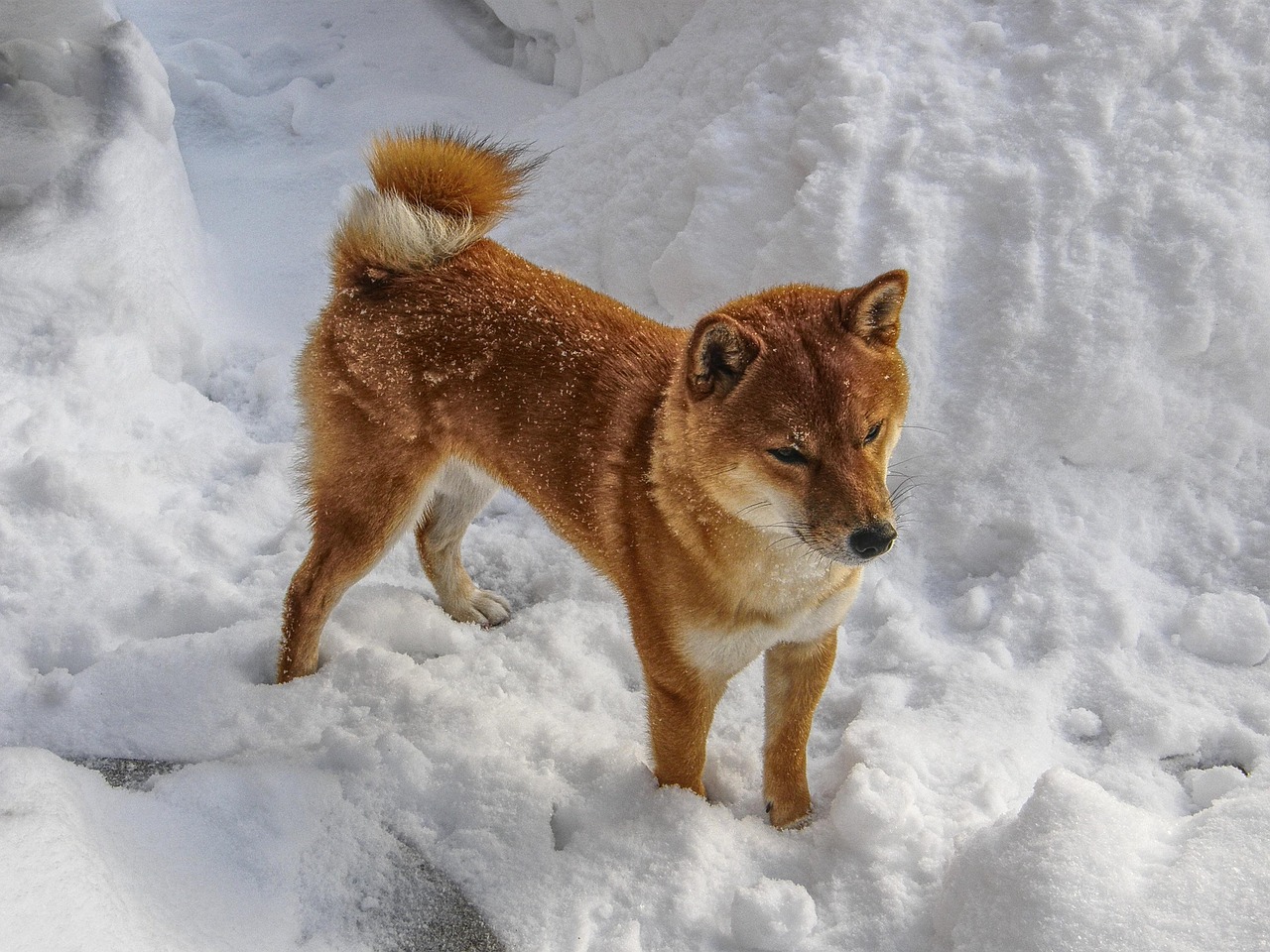 Mush tietopaketti koirarotu Shiba inu