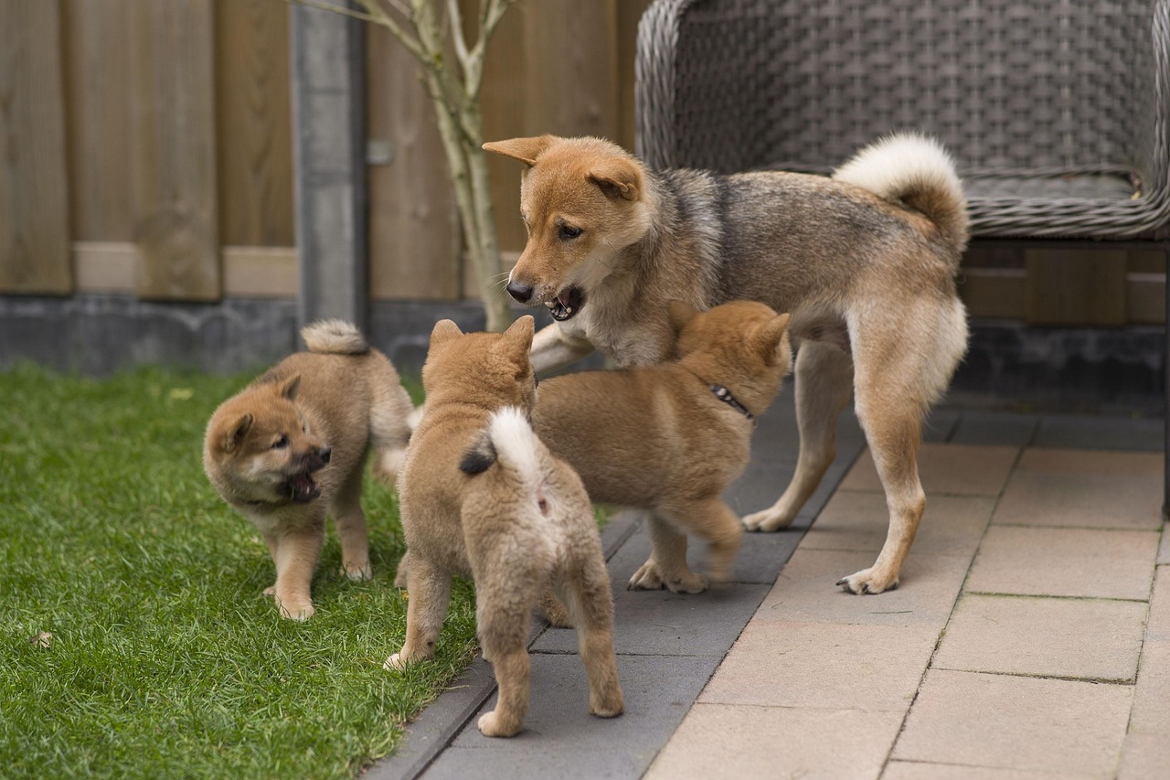 Shiba inu rotupaketti Mush barf