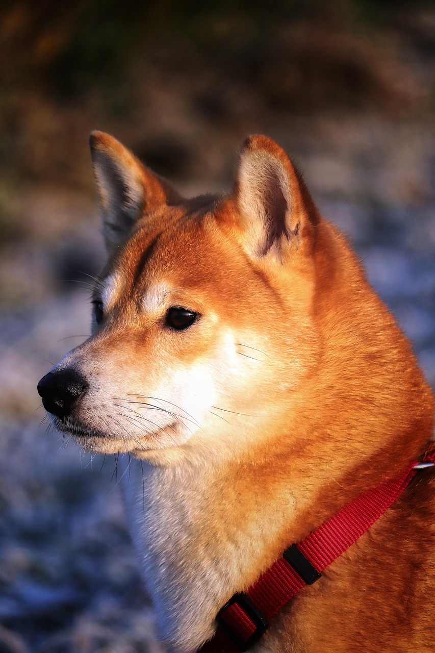 Mush barf Shiba inu tietopaketti