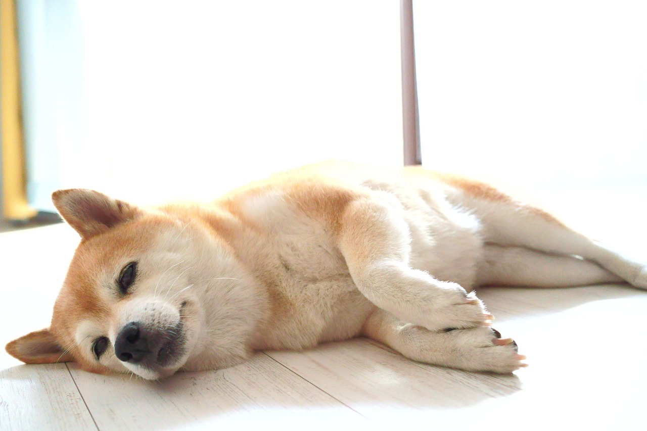 Shiba inu rotupaketti Mush barf