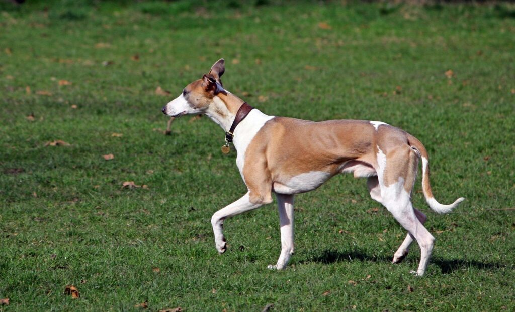 Whippet koirarotuopas Mush barf